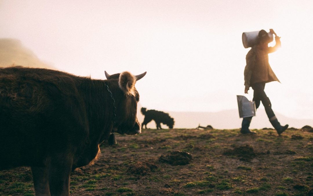 Beyond the Boiler: Complete Guide to Dairy & Food Processing Solutions